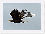 merikotka4 ja lokki eagle and gull * 1186 x 845 * (737KB)